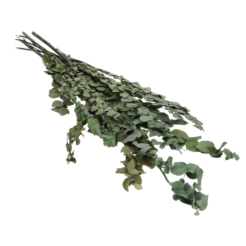 Stabilizowany eukaliptus stuartiana zielony OUTLET