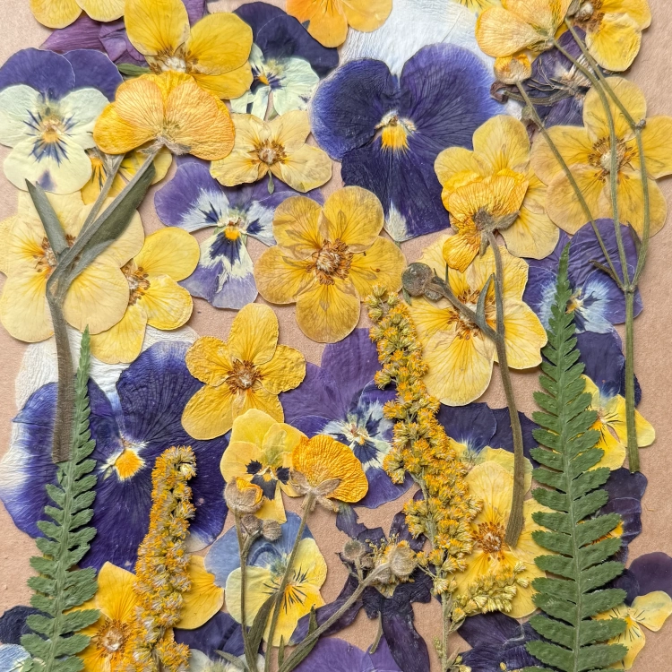 Pressed flowers - set with pansies ~40 pcs