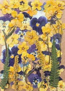 Pressed flowers - set with pansies ~40 pcs