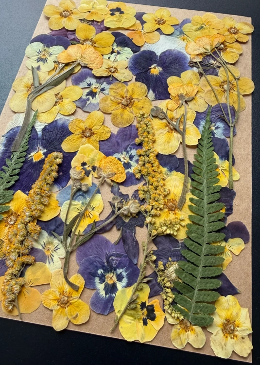 Pressed flowers - set with pansies ~40 pcs