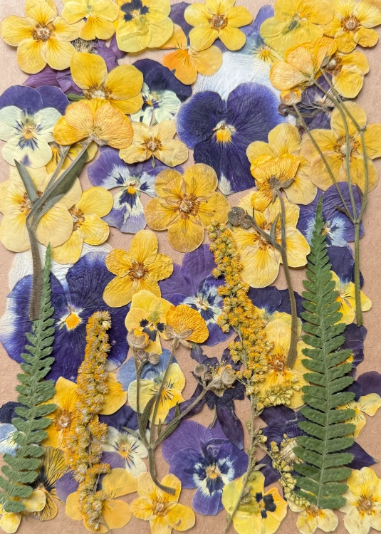Pressed flowers - set with pansies ~40 pcs