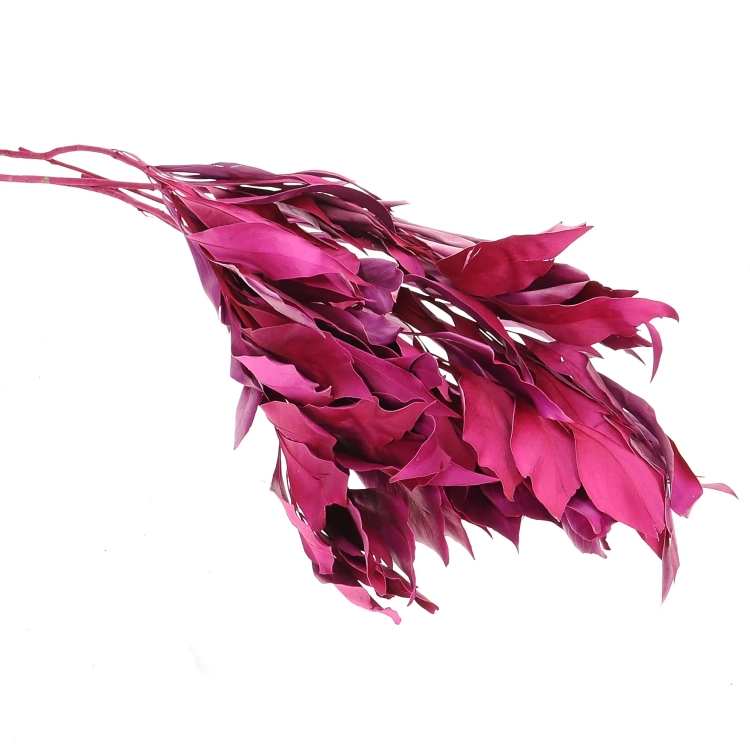 Dried decorative fuchsia leaves - 5 pieces