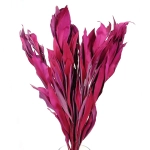 Dried decorative fuchsia leaves - 5 pcs