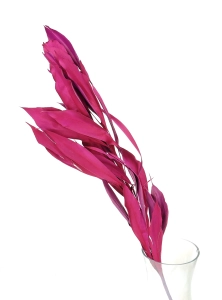Dried decorative fuchsia leaves - 5 pieces