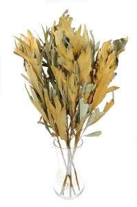 Dried decorative leaves, natural - 5 pieces