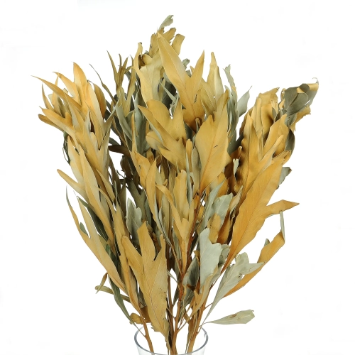 Dried decorative leaves, natural - 5 pieces