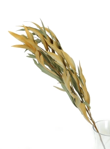 Dried decorative leaves, natural - 5 pieces