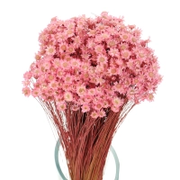 Dried light pink Glixia - bunch - dried flowers