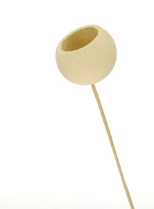Dried bleached Bell Cup