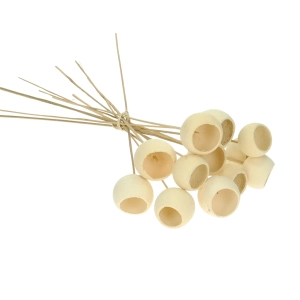 Dried bleached Bell Cup