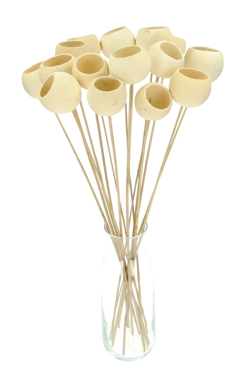 Dried bleached Bell Cup