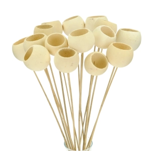 Dried bleached Bell Cup