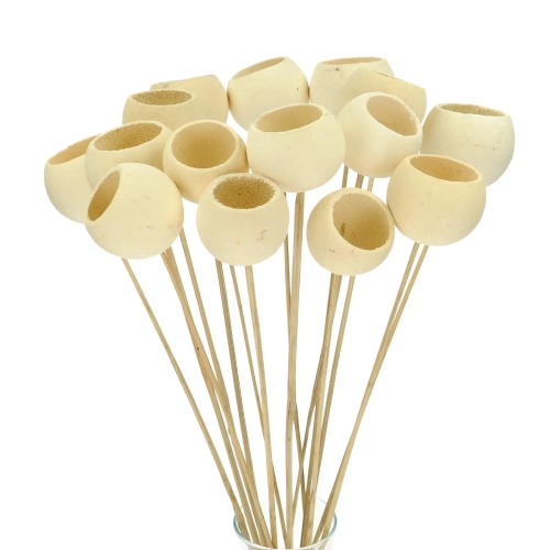 Dried bleached Bell Cup