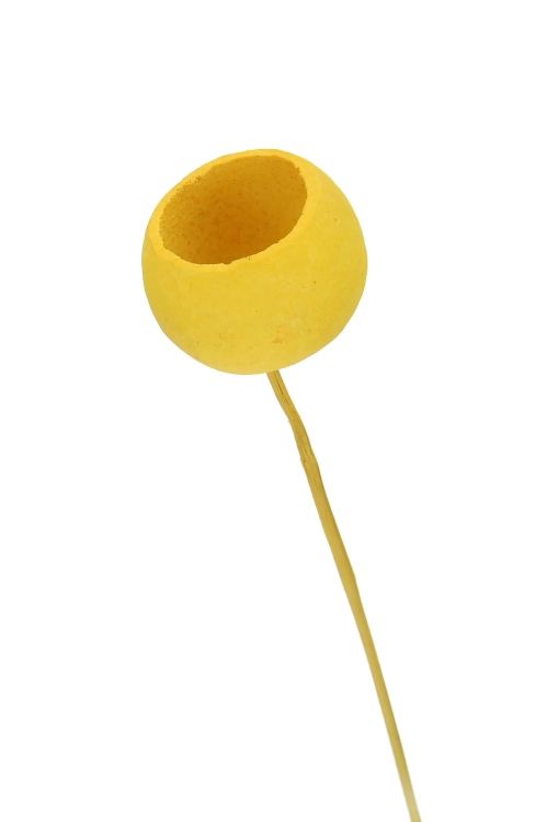 Dried yellow Bell Cup