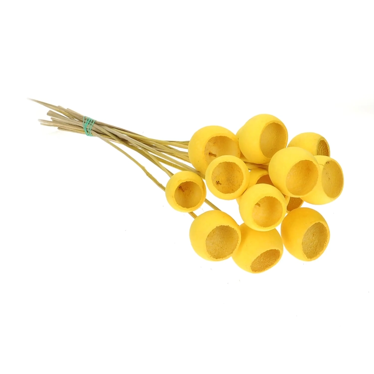 Dried yellow Bell Cup