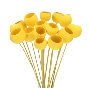 Dried yellow Bell Cup