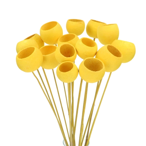 Dried yellow Bell Cup