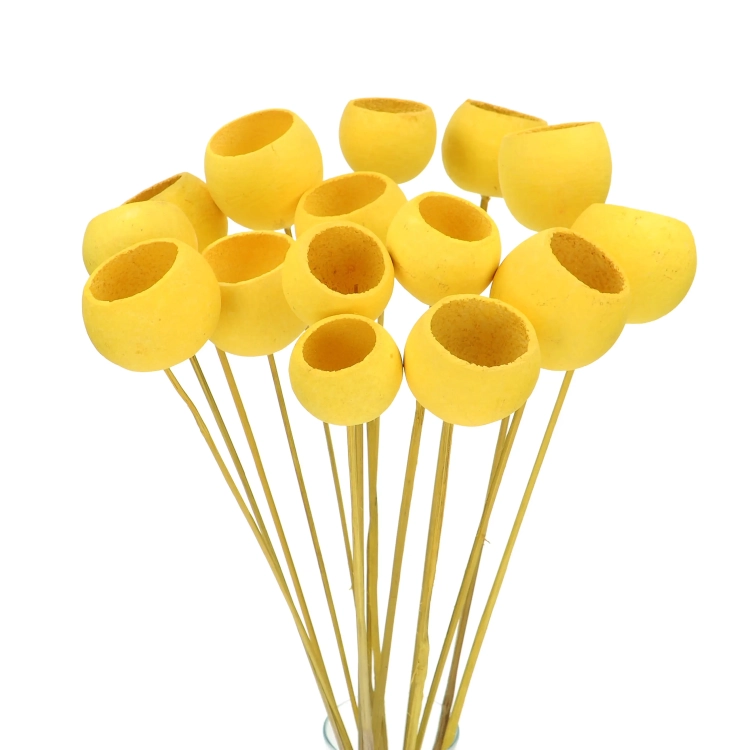 Dried yellow Bell Cup