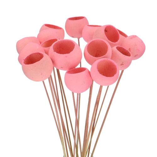 Dried pink Bell Cup