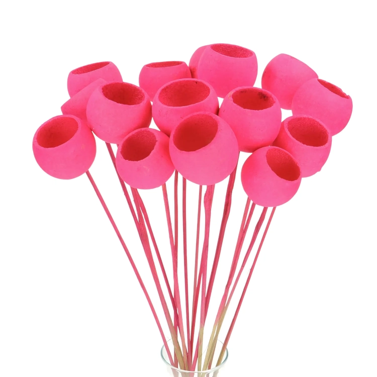 Dried fuchsia Bell Cup