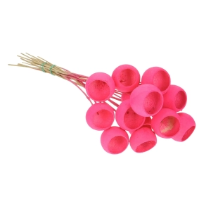 Dried fuchsia Bell Cup