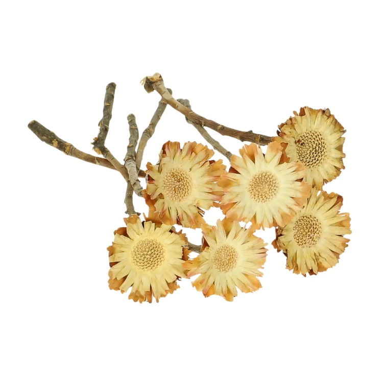 Suszona protea compacta rosette - gałązka - suszone kwiaty