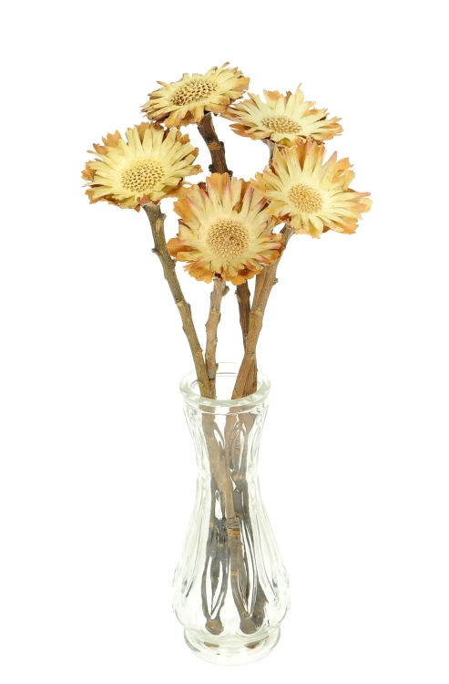 Suszona protea compacta rosette - gałązka - suszone kwiaty