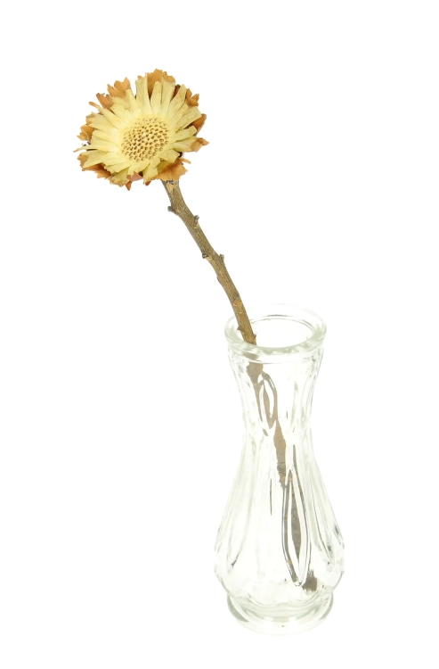 Suszona protea compacta rosette - gałązka - suszone kwiaty