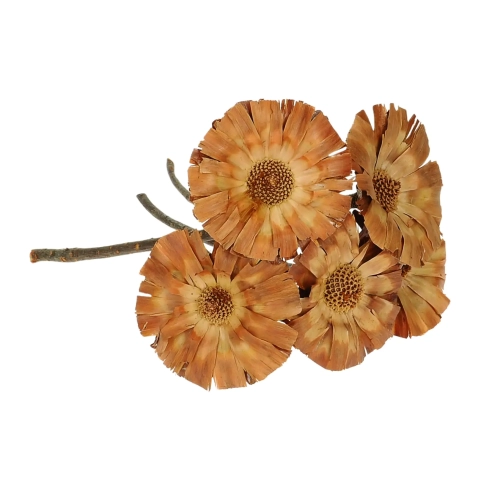 Dried Protea supercuts - stem - dried flowers