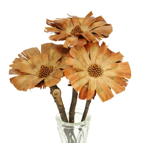 Dried Protea supercuts - stem - dried flowers