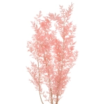 Ruscus (Mäusedorne), rosa - Strauß, 5 Stk. - Trockenblätter 