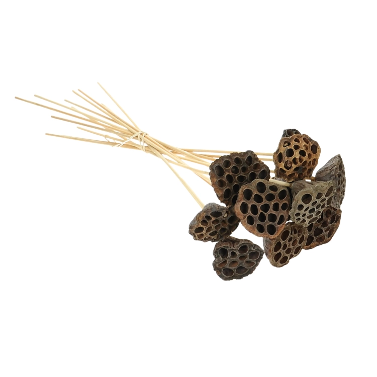 Dried natural lotus pods - exotic dried flowers