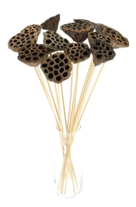 Dried natural lotus pods - exotic dried flowers