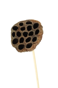 Dried natural lotus pods - exotic dried flowers