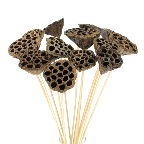 Dried natural lotus pods - exotic dried flowers