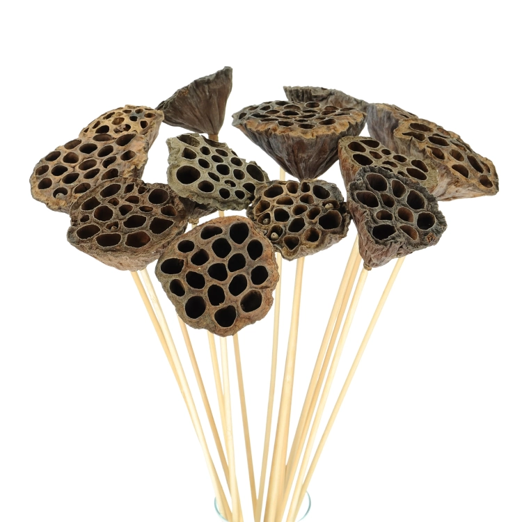 Dried natural lotus pods - exotic dried flowers