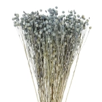 Flachs (Lein), hellblau - Strauß - Trockenblumen