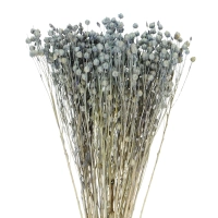 Dried light blue Linum (Flax) - bunch - dried flowers 
