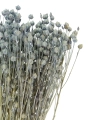 Suszony len jasny niebieski - bukiet - suszone kwiaty