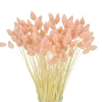 Dried salmon Phalaris - canary grass ~80 stems