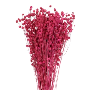 Flachs (Lein), fuchsia - Strauß - Trockenblumen