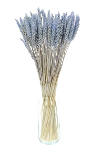 Dried blue Wheat - bunch ~60 pcs