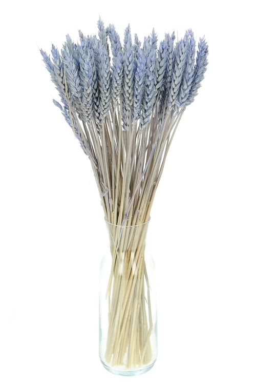 Dried blue Wheat - bunch ~60 pcs