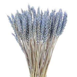 Dried blue Wheat - bunch ~60 pcs