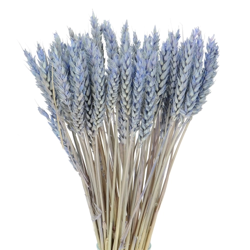 Dried blue Wheat - bunch ~60 pcs