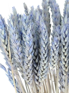 Dried blue Wheat - bunch ~60 pcs