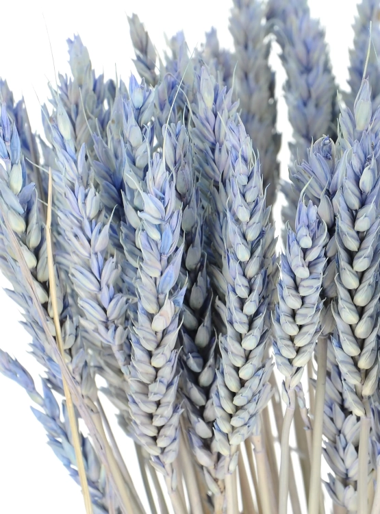 Dried blue Wheat - bunch ~60 pcs