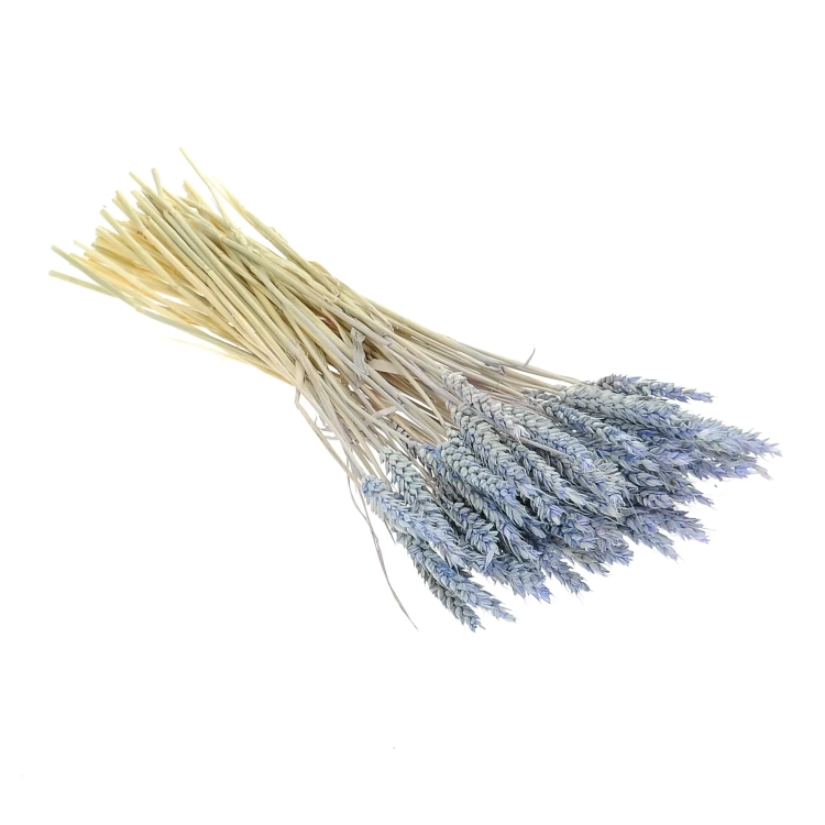 Dried blue Wheat - bunch ~60 pcs