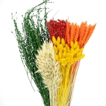 Set von Trockenblumen für Vase - Phalaris, Strohblumen, Weizen (1)