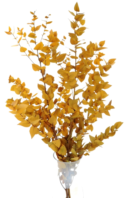 Preserved yellow Eucalyptus Stuartiana - bunch
